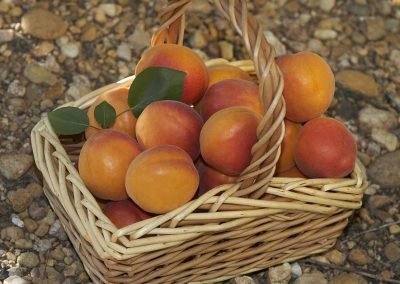Panier abricot récolte Clairettes et Coquillon