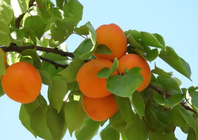 Abricots Vergers Clairettes